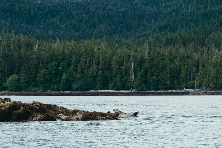 Alaska Coastal Zodiac Expedition in Ketchikan